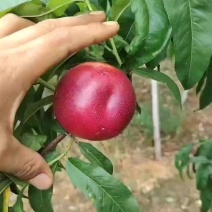 中油四油桃