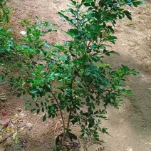 九里香/基地直销/便宜出