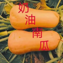 汉中【奶油南瓜枕头南瓜】干面甜日供30吨全国发货产地直供