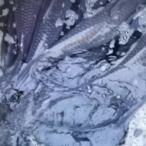 水库大青鱼