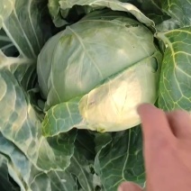 忻州本地甘蓝