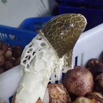 基地直供新鲜竹荪一级货源大宗批发价格优势明显可代发