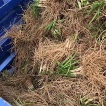 精品韭菜根