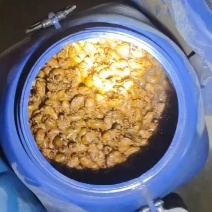 金蝉白蝉