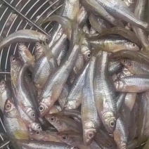 大眼睛鱼