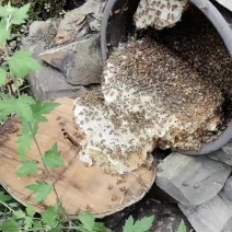 土蜂蜜