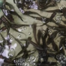 水产优质鱼苗，七星鱼苗，花星鱼苗，耐高温，耐寒冷。