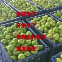 雪花李子