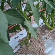 《线椒》大同辣椒/山西线椒，大量有货乃运输，外观好看