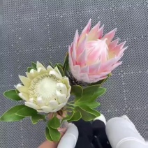 粉白帝王花袋苗用于园林工程绿化全国各地可发货