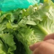 好质量意大利生菜，大棚生菜，地膜生菜供应