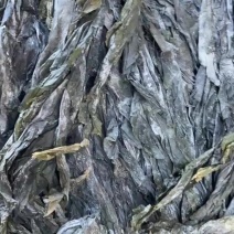 福建当季新鲜半挂菜干海带。市场菜海参鲍鱼菜