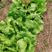 球生菜圆生菜西生菜原产地