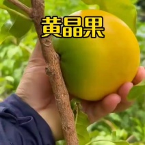 海南黄晶果批发全国发货