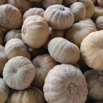 盘龙南瓜，盘龙204盘龙202上市中，质量好，价格合理