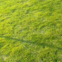 马尼拉草