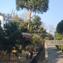 八月桂花树