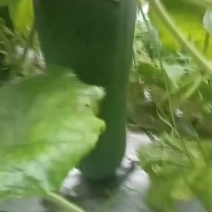 冬瓜