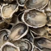 原产地广东生蚝基地，鲜活潮州蚝，饶平汫洲生蚝，生蚝肉批发