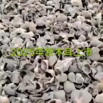 2025新耳大量上市黒厚无根肉厚口感好