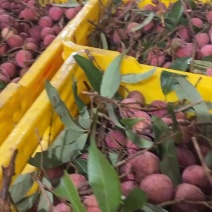 黑叶荔
