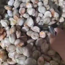 扇贝肉