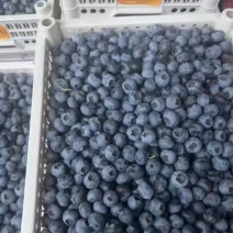 蓝莓绿宝石自家的蓝莓地，可顺丰发货