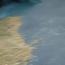 百合干片新鲜出炉！！产地直供，量大价优，欢迎洽谈📞☎️
