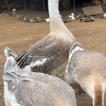 狮头鹅纯种狮头鹅苗纯种大型狮头鹅