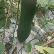 冬瓜