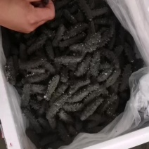拉缸盐海参