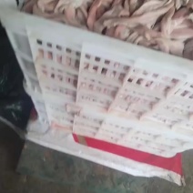 羊小肚羊散袋