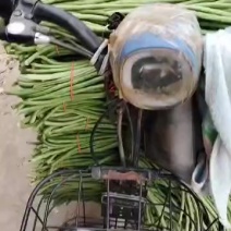 精品青豆角，品相好，价位不高，需要的联系我