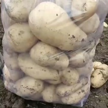 《推荐》辽宁沃土5号土豆基地直发对接全国保质保量一条龙