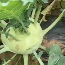 锦州苤蓝大量上市