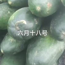 青冬瓜