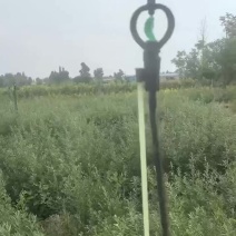 营养杯沙棘杯苗