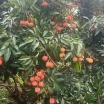 桂味荔枝