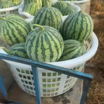 天津武清头茬无籽麒麟，美都西瓜瓜地直销。。欢迎大家
