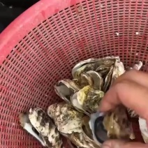当季广东饶平汫洲生蚝，支持全壳半壳烧烤蚝，生蚝肉批发
