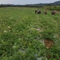 绵阳露天瓜​全是牛脑壳​平均13-14​好货一排排