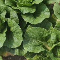 大量甘蓝大量供应基地直发欢迎咨询