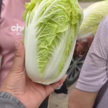 大量娃娃菜大量供应基地直发欢迎咨询