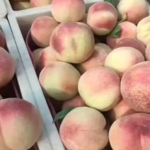 精品突围桃大量上市中！
