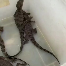 宠物鳄鱼