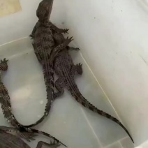 宠物鳄鱼大量有货。暹罗鳄