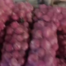 洋葱大量有货