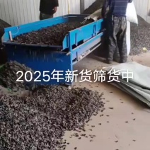 2025新耳大量筛选中，圆边菜，黒厚无根
