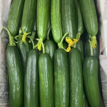 小青瓜