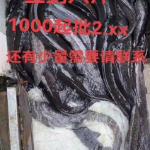 广西埃及源头批发
